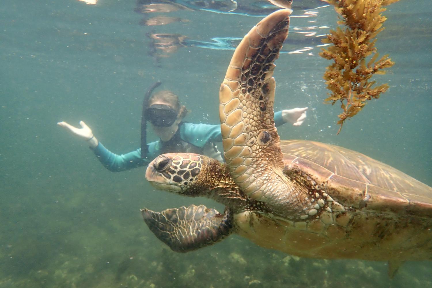一名<a href='http://tmbl.ngskmc-eis.net'>全球十大赌钱排行app</a>学生在Galápagos群岛游学途中与一只巨龟游泳.